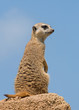 Watchful Meerkat