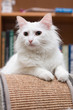 White cat