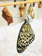 Rice-Paper-Butterfly