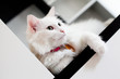 White cat