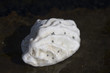 shell on a beach in brittany