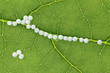 Homöopathie. Globuli als alternative Medizin