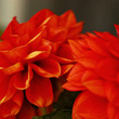 Petal