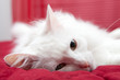 White cat