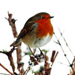 Photo: Robin-4joX Robin-4joX