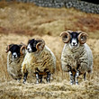 Cairnsmore rams
