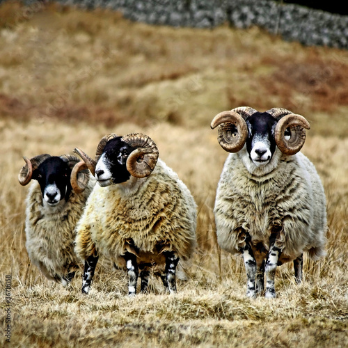 Photo: Cairnsmore rams Cairnsmore rams