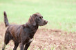 Deutscher Wachtelhund
