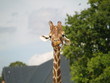 Giraffe 4