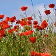 More-Memories-Of-Summer