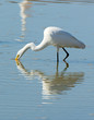 Great White Egret feeding