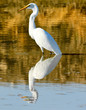 Great White Egret Portrait