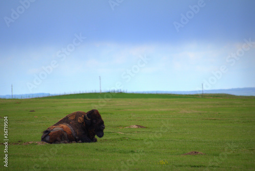 Photo: Bison-Land Bison-Land