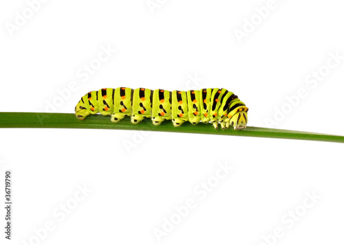 Photo: swallowtail caterpillar swallowtail caterpillar