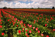That-Tulip-Time-of-Year