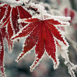 Photo: Frozen-Maple Frozen-Maple