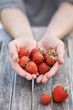 Hände halten frisch geerntete Erdbeeren