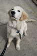 Puppy dog
