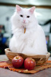 White cat