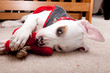 Cute pitbull