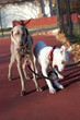 Cute pitbull walking a dog