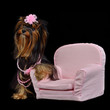 Photo en ligne au meilleur prix Glamour Yorkie dog among pink items