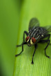 brachycera