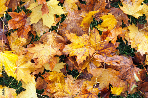 Photo: Fall Background Fall Background