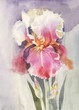 Watercolor Flower Collection: Iris