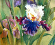 Watercolor Flower Collection: Irises