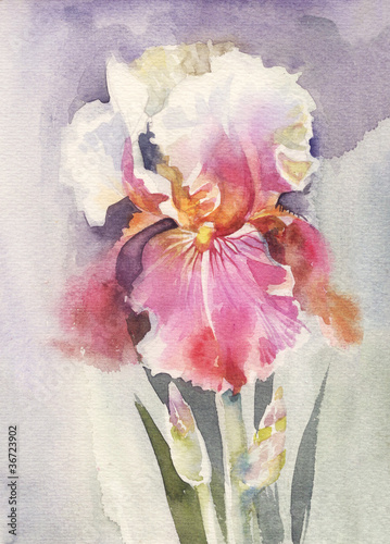 Photo: Watercolor Flower Collection: Iris Watercolor Flower Collection: Iris