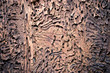 Bark texture