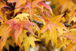 i colori dell'autunno