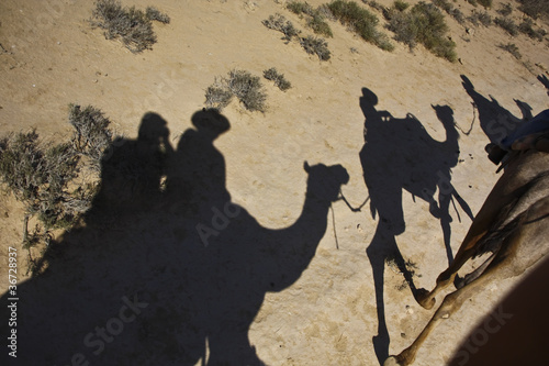 Photo: Camels Camels