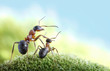 ants, on child care ants, on child care