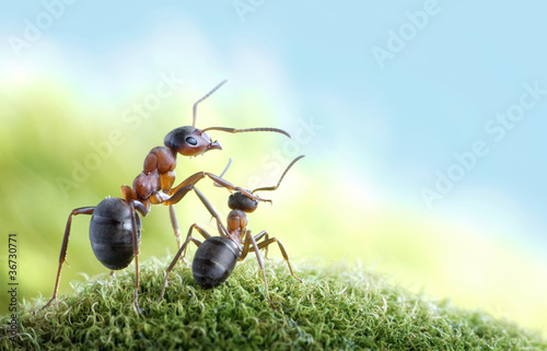 Photo: ants, on child care ants, on child care