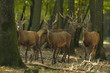 cerfs