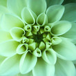Photo: dahlia-III dahlia-III