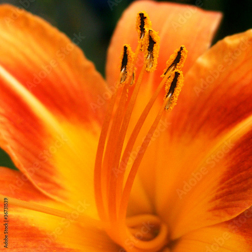 Photo: orange-glow-I orange-glow-I
