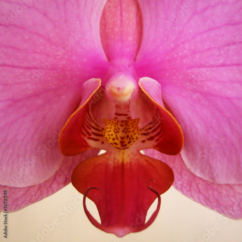 Photo: pink-seduction-I pink-seduction-I