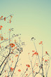 red-leaves