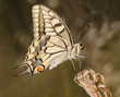 Mariposa Papilio Machaón posada en flor seca.