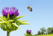 Abeille au travail