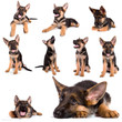 montage animalier berger allemand