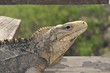 Leguan