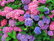 farbenfrohe Hortensien