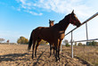 horse