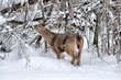 Deer Country
