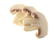 fresh champignon