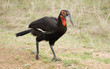 Ground hornbill in Kruger National Park, South Africa Ground hornbill in Kruger National Park, South Africa